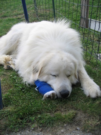 Juni 2005